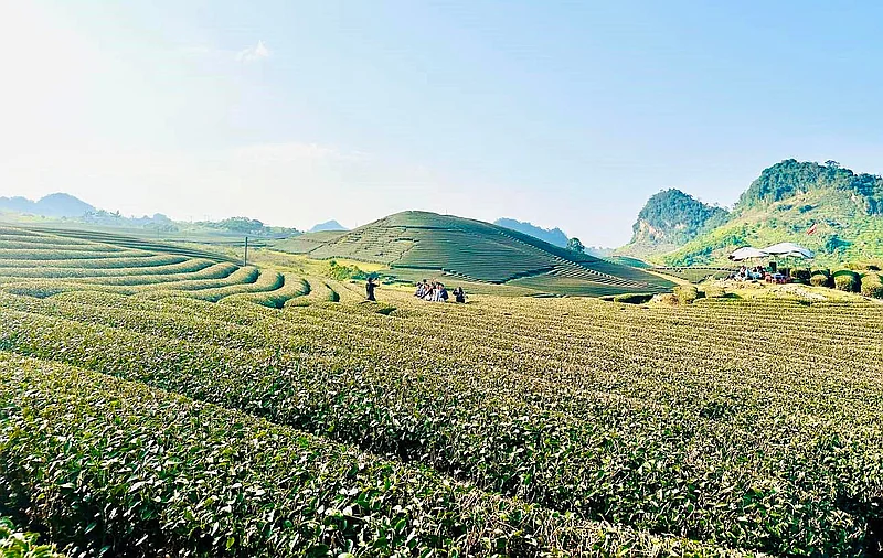Mộc Châu 3 ngày 2 đêm – Trải nghiệm bản địa & săn mây