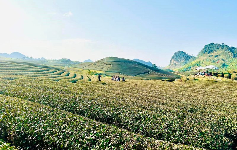 Mộc Châu 2 ngày 1 đêm – Check-in thiên nhiên & đồi chè
