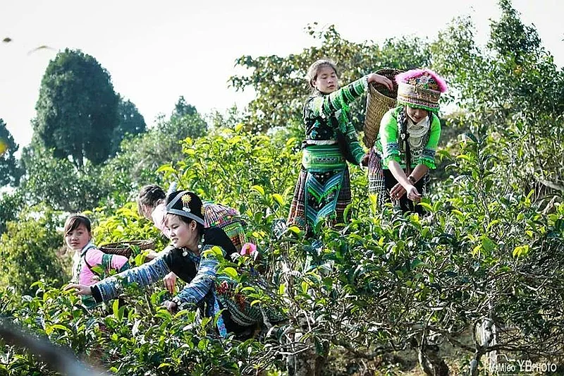 Cẩm nang du lịch Suối Giàng (Yên Bái): Thủ phủ chè Shan tuyết cổ thụ